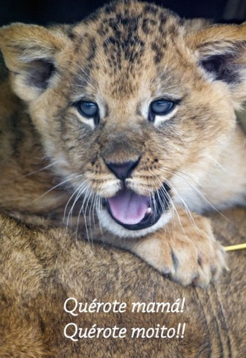 Quérote Mamá León