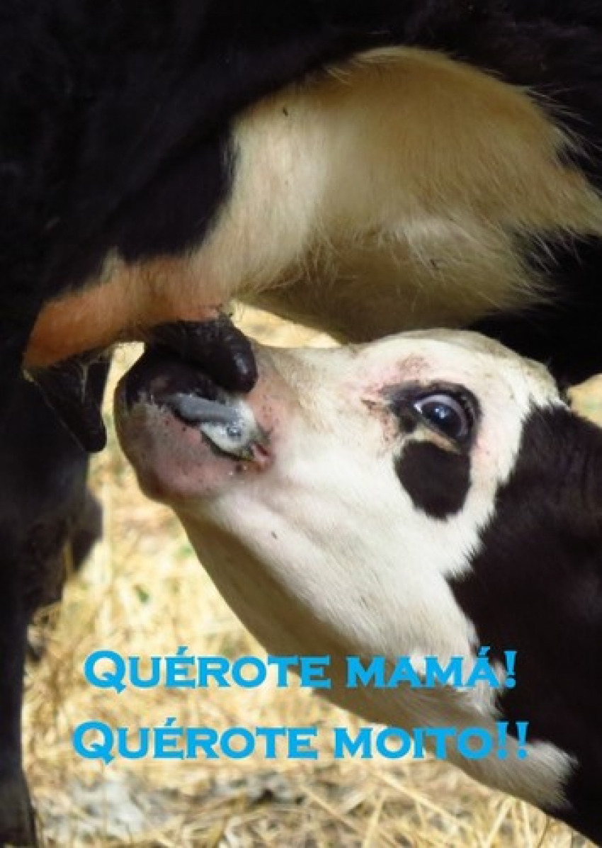 Querote Mamá cuxiño
