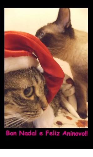 Bon Nadal Gatiños