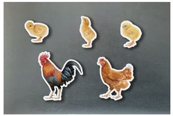 Magneticos familia gallinas