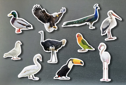Magnéticos aves