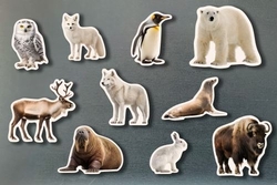 Magnéticos animales polares