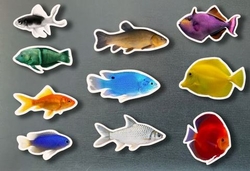 Magnéticos peces de colores