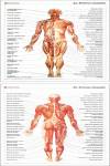 Sistema muscular 2a/2b