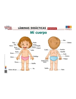 Anatomía-mi cuerpo:láminas didácticas