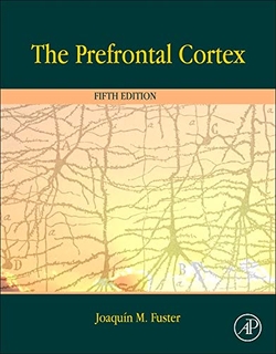The prefrontal cortex