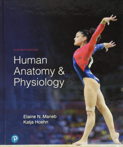 Human anatomy