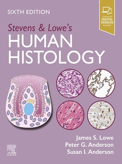 Stevens
