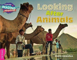 Looking After Animals