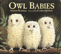 Owl babies