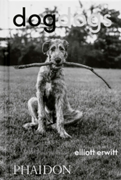 Dog dogs