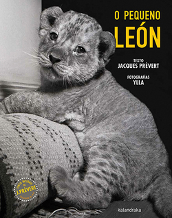 O pequeno león