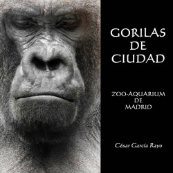 Gorilas de ciudad