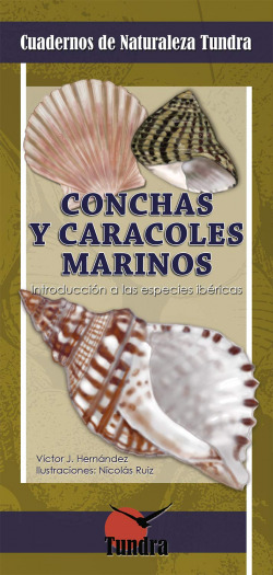 CONCHAS Y CARACOLES MARINOS