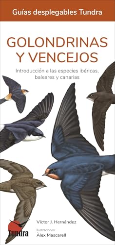Golondrinas y vencejos
