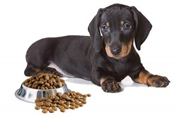 EL DACHSHUND (TECKEL)