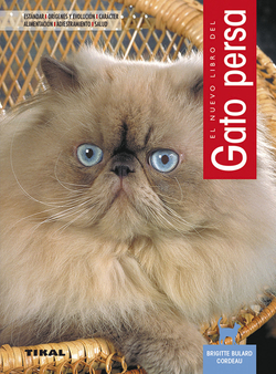 Gato persa