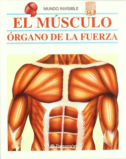 El músculo