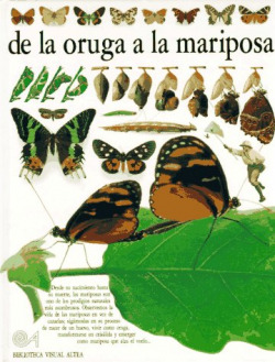 DE LA ORUGA A LA MARIPOSA GUIA VISUAL