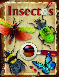 Insectos
