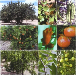 Tratado de fruticultura para zonas áridas y semiáridas. Vol. II: algarrobo, granado y jinjolero