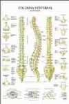Columna vertebral