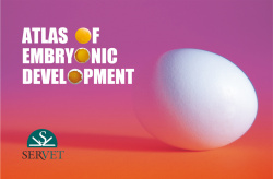 Atlas of embryonic development