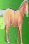 Poni