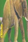 Elefante