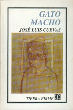 Gato macho